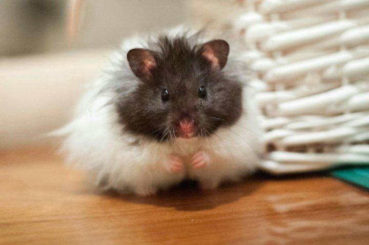 Продаются хомяки с клеткой