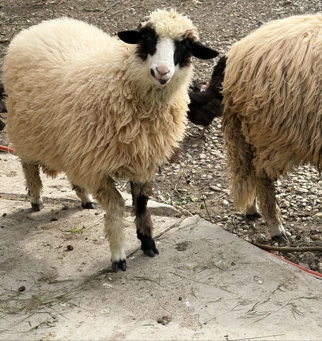 Miei de vânzare