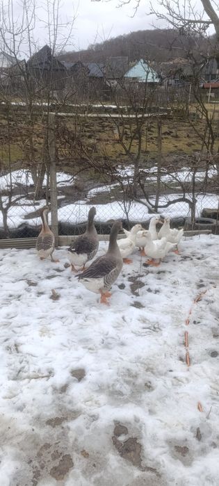 Vând rațe si gaște