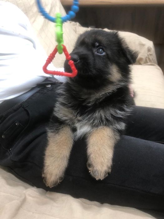 щенки немецкая овчарка