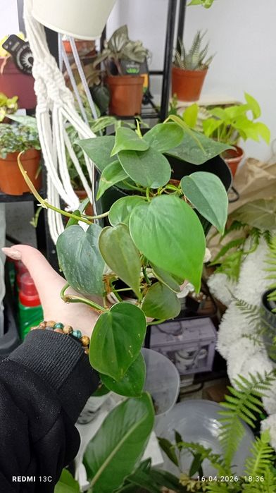 Филадендрон разные виды