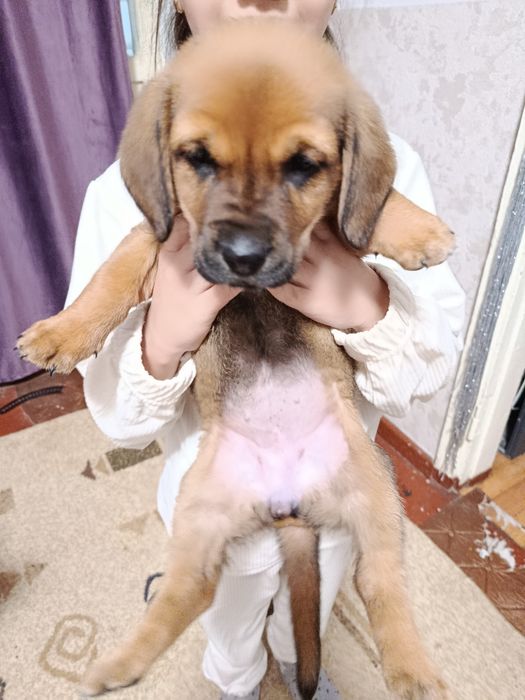 Девочка бигль не дорого