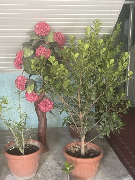 Жуда чиройли гул