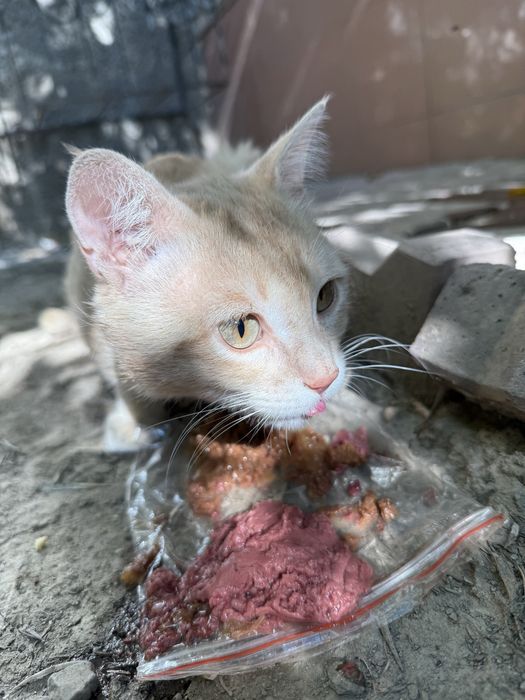 Котик в добрые руки
