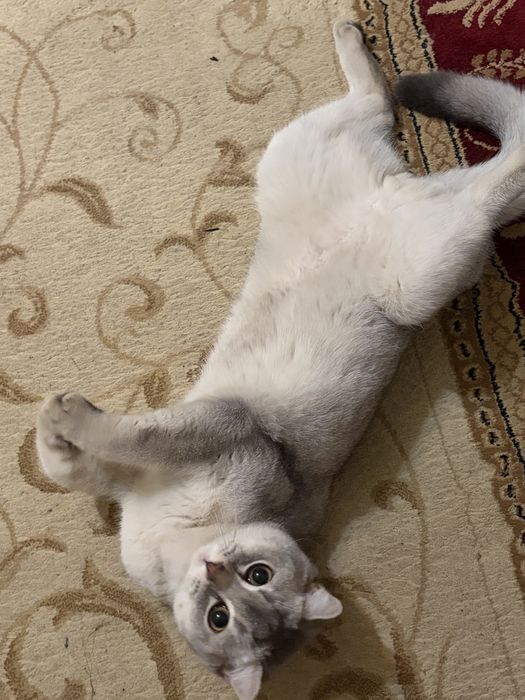 Британский короткошёрстний кот