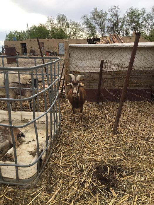 Ешкі сатылады. 100000 т