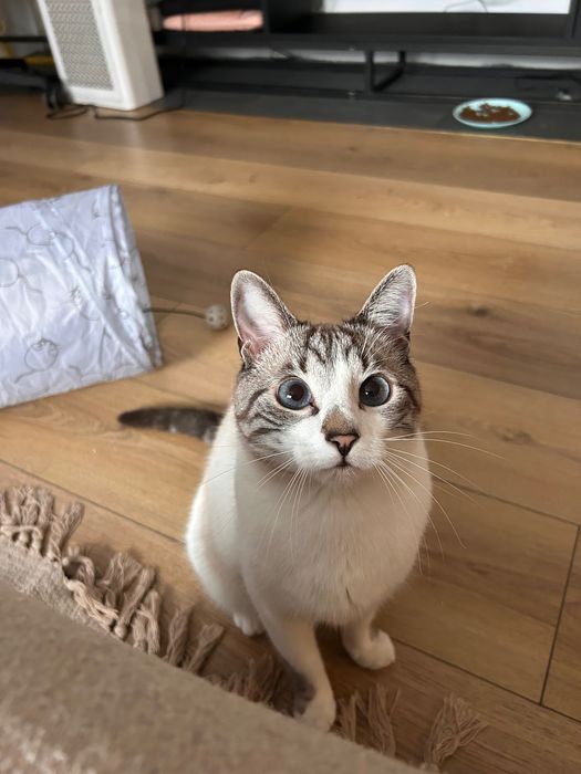 Cat sitter. - vizite la domiciliu