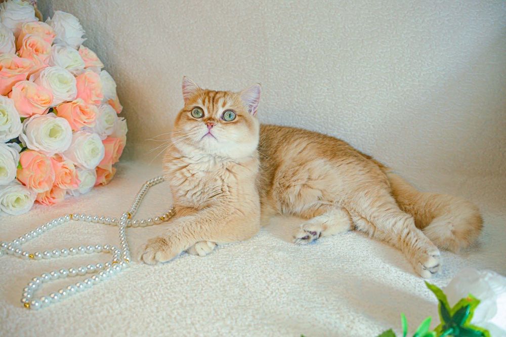 Британская золотая шоколадная шиншилла из Питомника Catalin_Castle