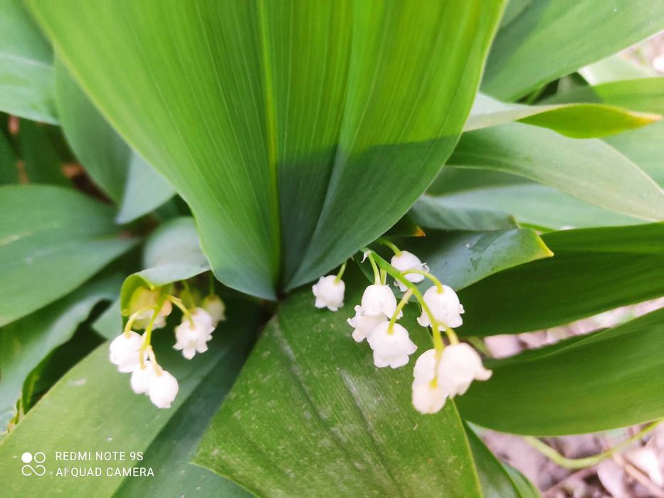 Ландыши, лилейники