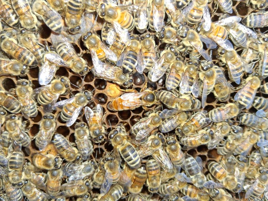 Vând 100  familiii de albine !