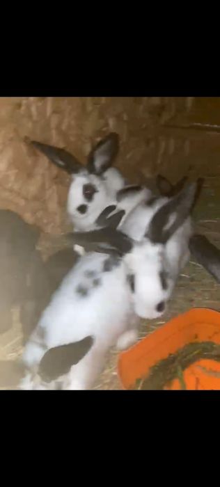 Продам крольчат бабочка