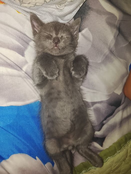 Котенок британец