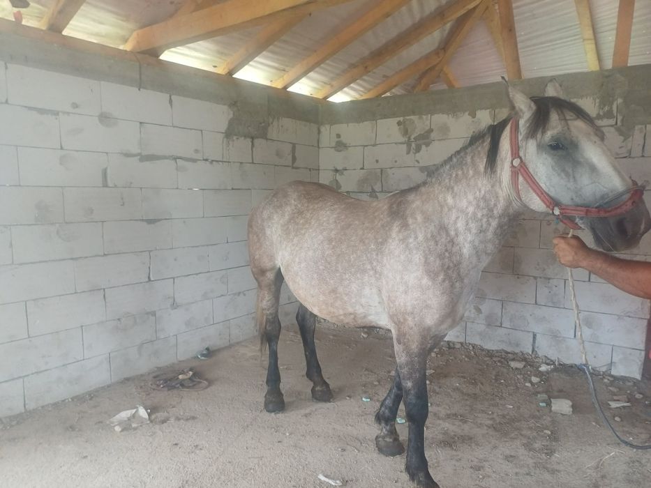 Vnd iapă de 5 ani cu acte  forte cuminte