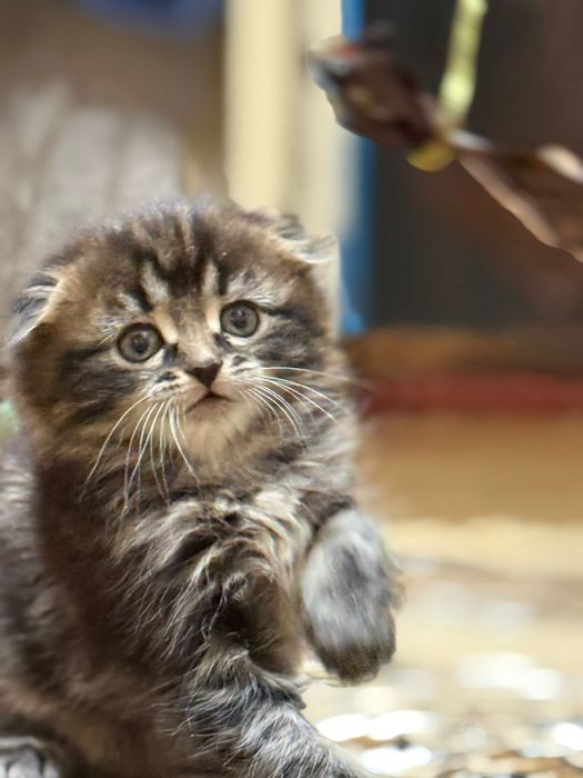 Продаю котят две девочки