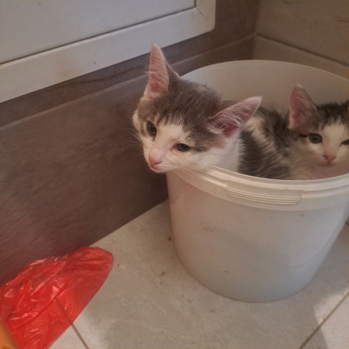 Котята дворовые даром