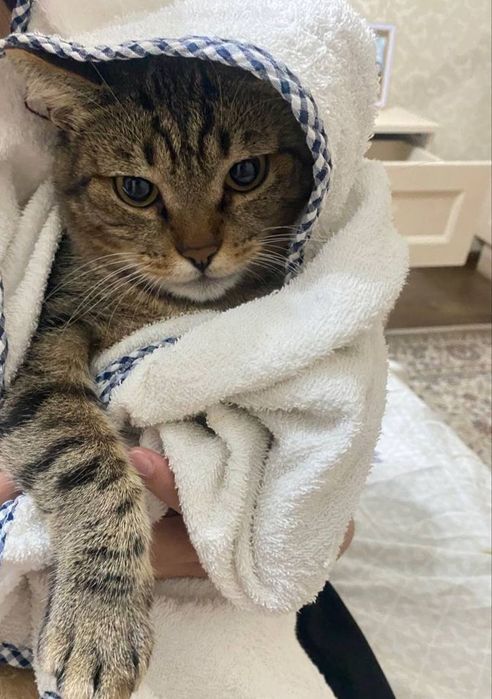 Хороший котик Батоша :) ищет дом