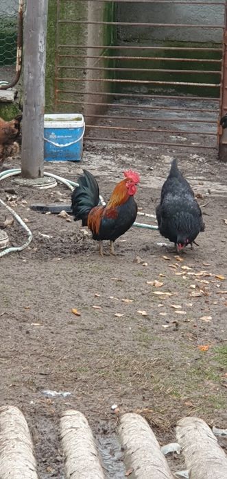 Декоративни петлета