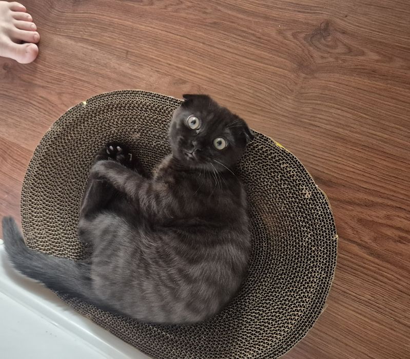 Продам котенка шотландец вислоухии