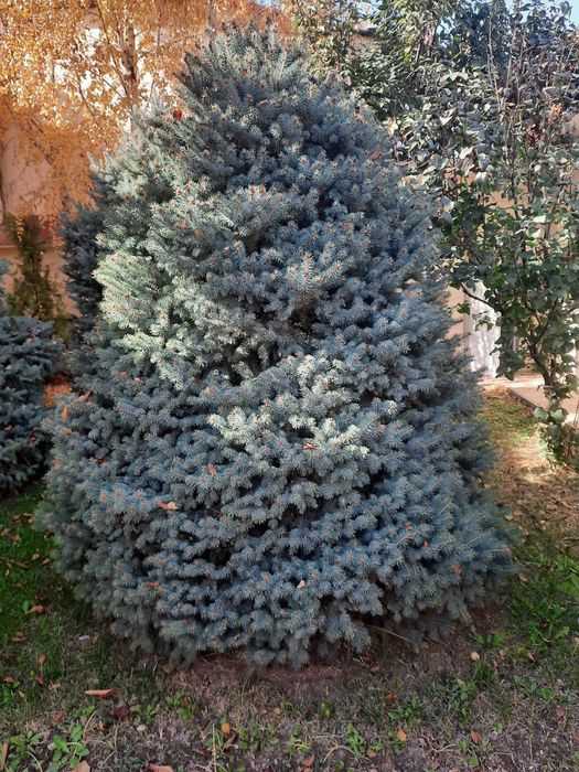 Голубая ель выше 2 метров