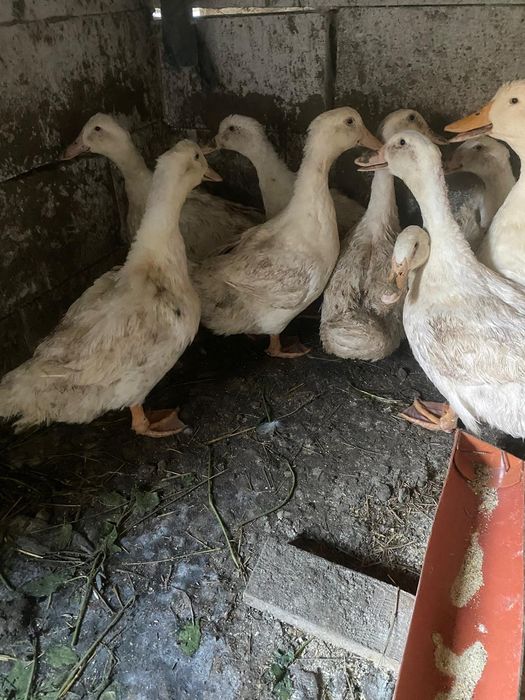 Vând rate de taiat4,5,6 kg 65 de lei