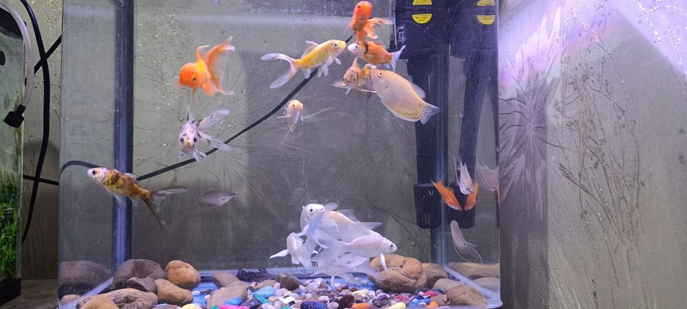 Akvarium va baliqlar.