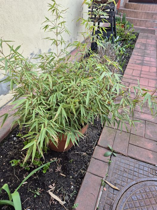 Bambus veșnic verde