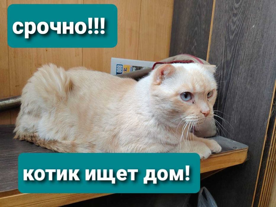 СРОЧНО!!!Кот ищет дом!