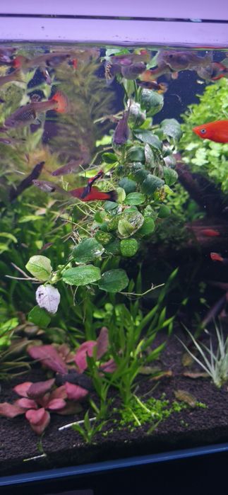 Vând anubias pinto ptr acvariu