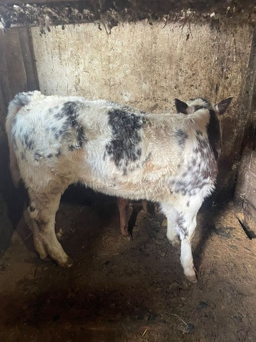 Vand  vitica belgiana