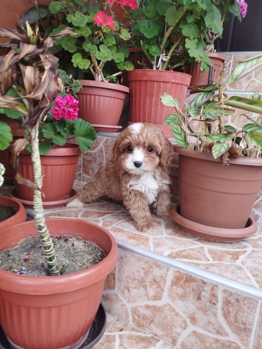 Кавапу Cavapoo .