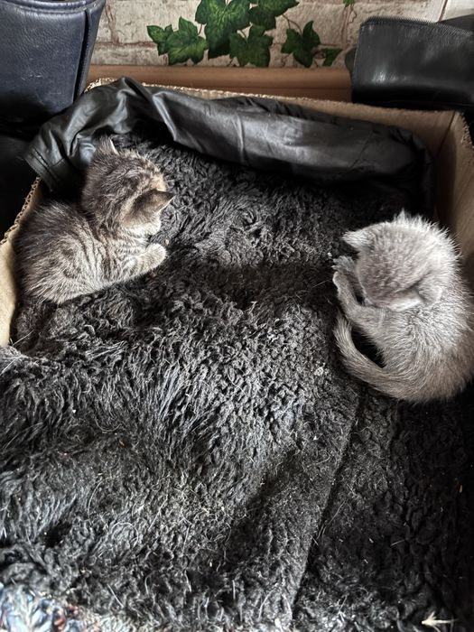 срочно отдам котят в  доьрые ручки