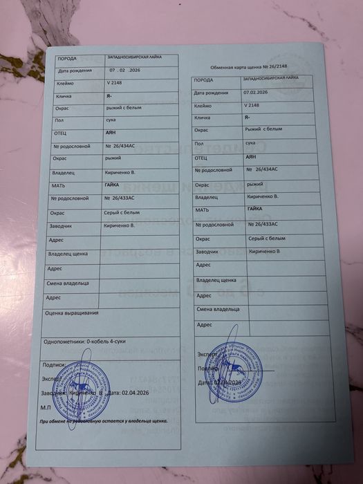 Щенки лайки продам