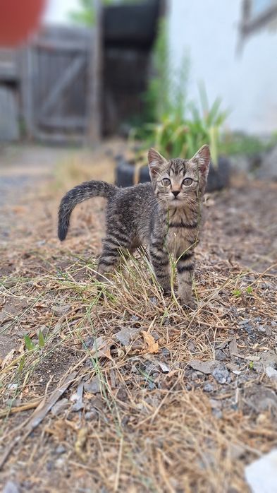 Отдам девочку котёнка!!!