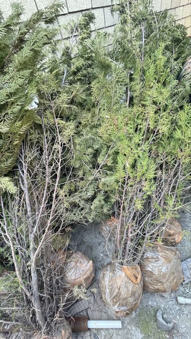 Елка можжевельник