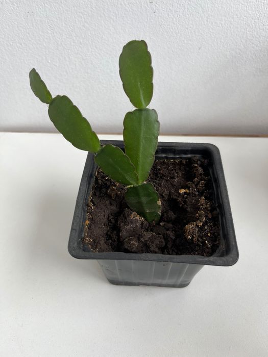 Продается рипсалидопсис пасхальник розовый