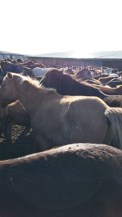 Продаю кунан 4жасар.