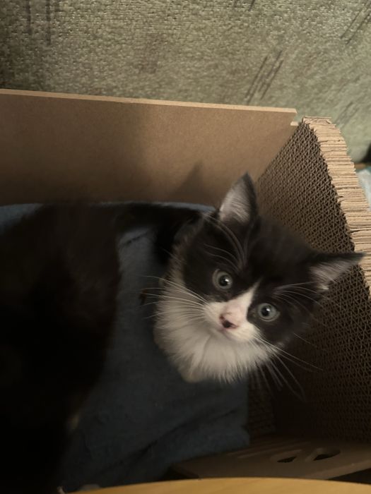 Котенки в добрые руки