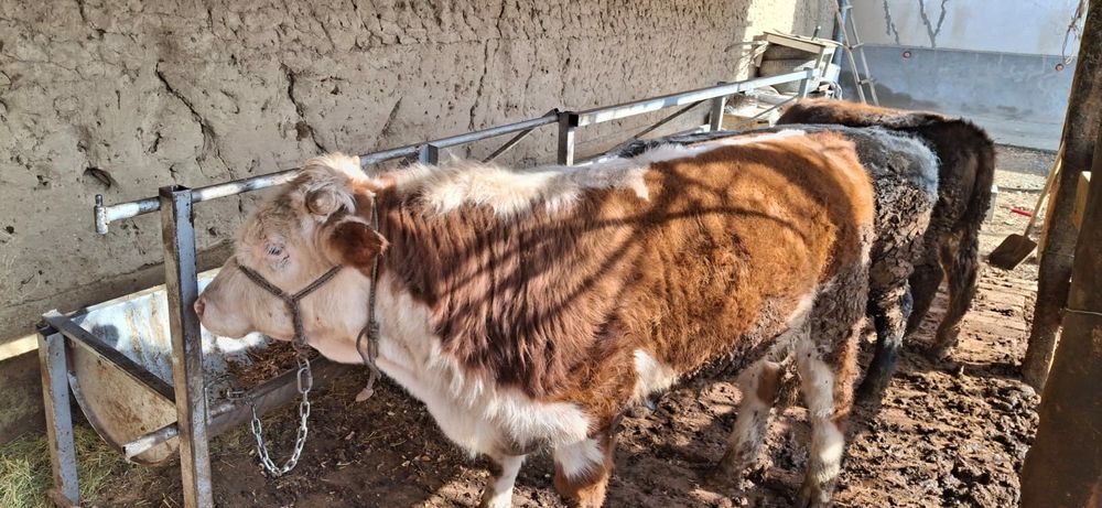 Бұқа бордақы сатылады