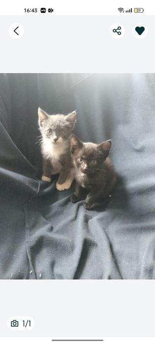 Котята от умной кошки