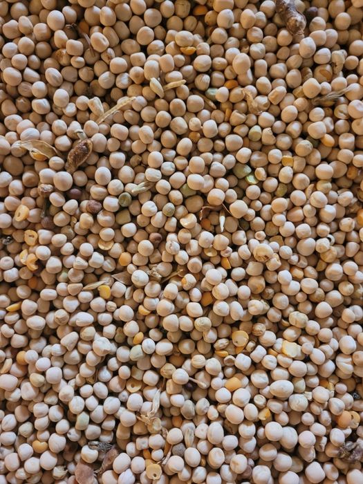 Vand mazare  rec 2025