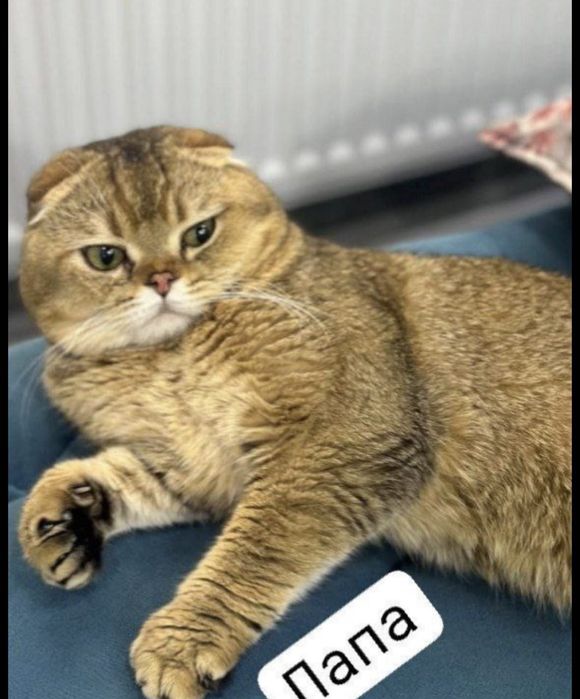 Очень хорошая кошка