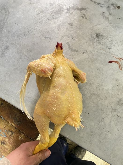 Куры,Бройлеры,Мясо