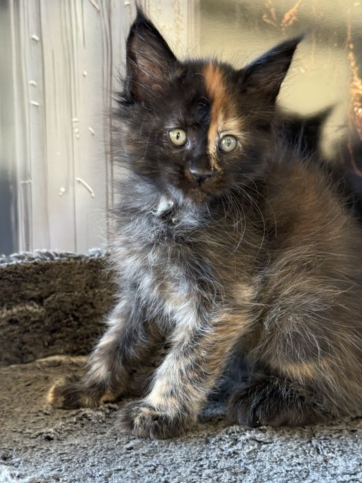 Премиальные котята Maine Coon | Элитная порода