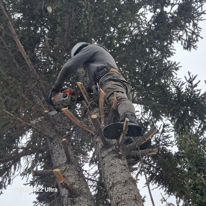Спил деревьев спил дерева