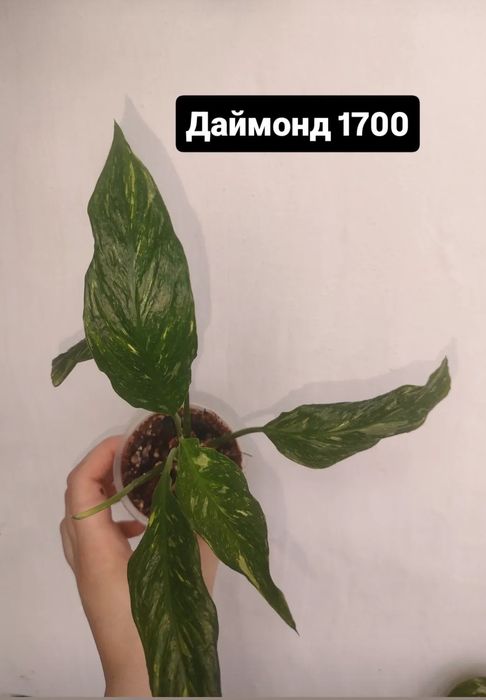 Продам цветы разные