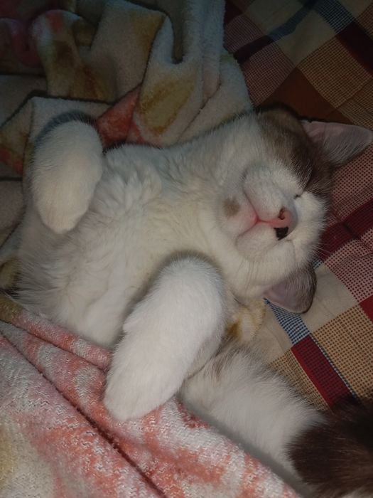 Срочно отдадим котика