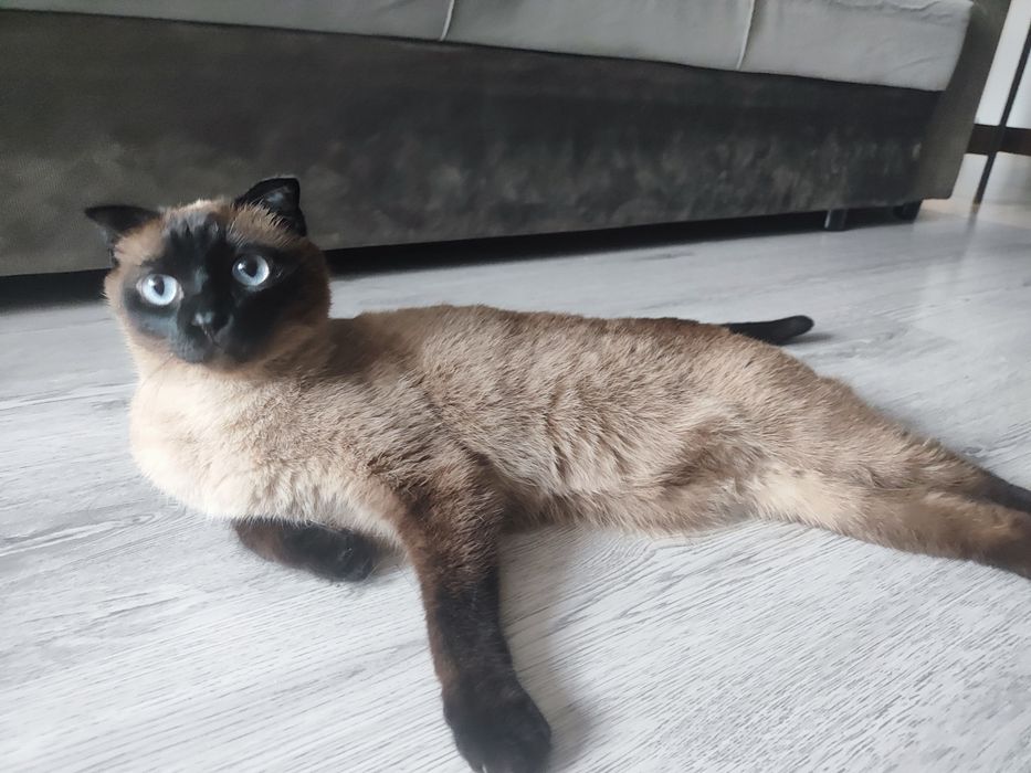 Отдам сиамского вислоухого котика