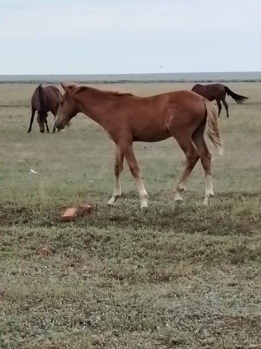 Жеребчики молодые 310 000 тыс.