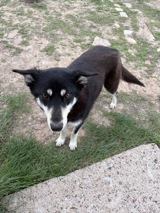 Отдам щенков в добрые руки бесплатно (девочки)