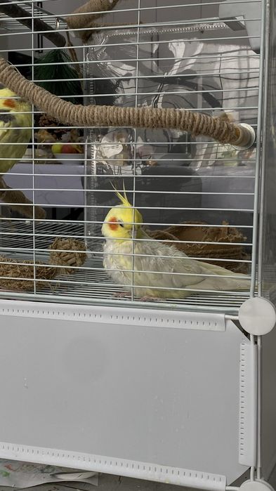 Пара попугаев кореллы